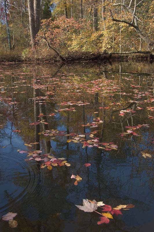 Nanjemoy reflections3