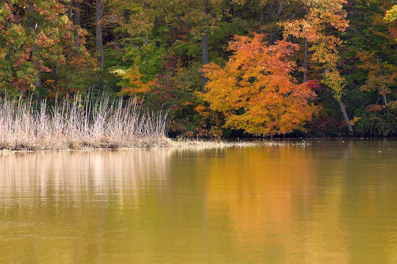 NanjemoyAutumnTree