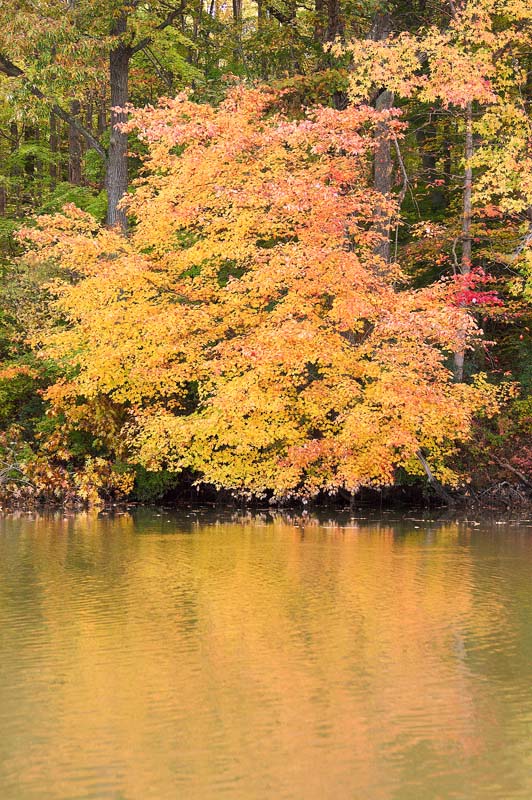 NanjemoyAutumnTree2