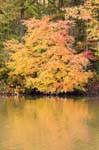 NanjemoyAutumnTree2
