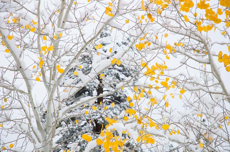 CumbresToltecAspensSnow8x12
