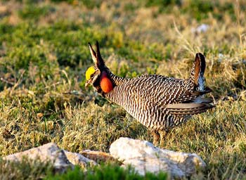Male-profile-left3