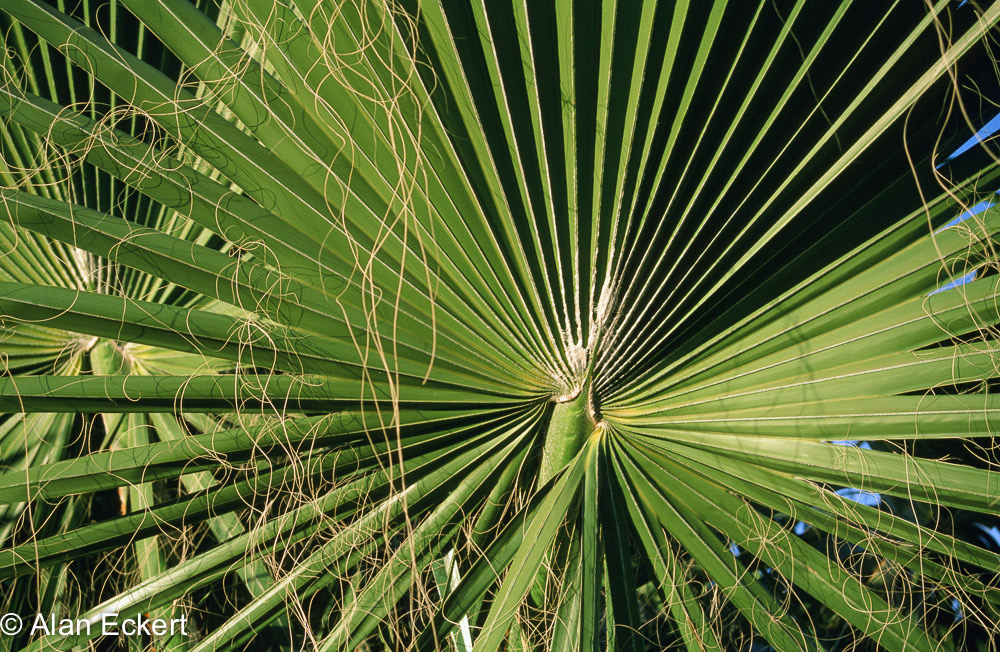 Eckert_131209_690016