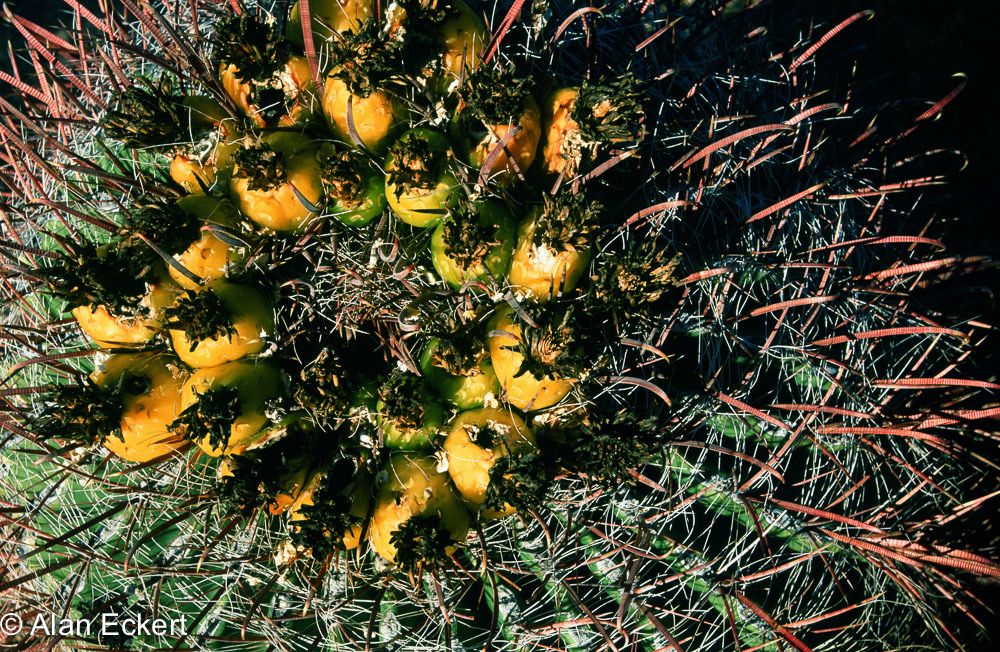 Eckert_131209_690059