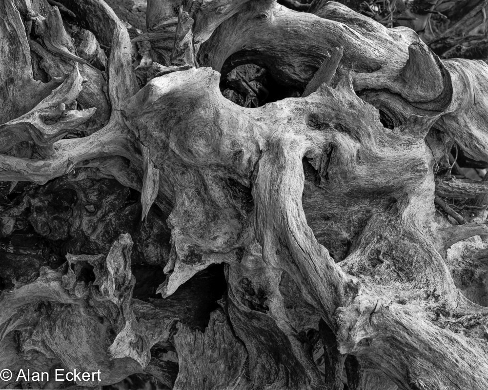 Great Falls trunk raw