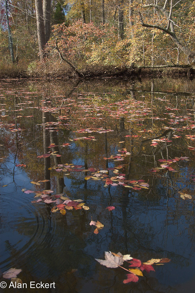 Nanjemoy reflections3