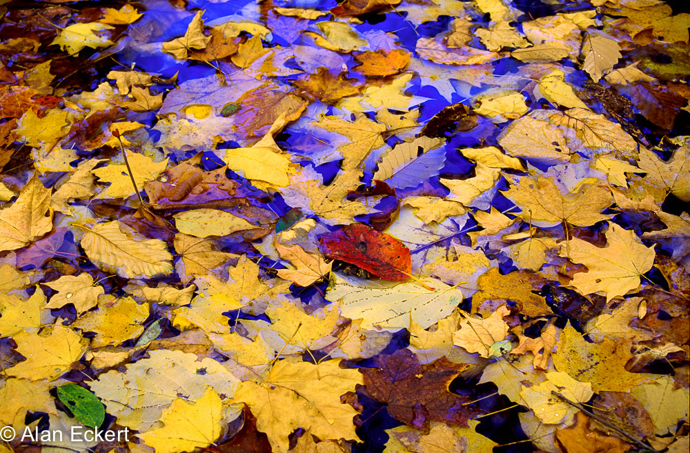 Shenandoah-leaves12x18