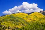 SangreAspens1