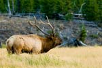Eckert_060913N5151