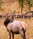 Eckert_060915N5196