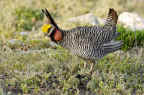 LesserPrairieChickenweb.jpg (32526 bytes)
