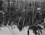 River Styx.JPG (56926 bytes)
