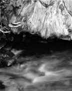 Stump&stream.JPG (43432 bytes)