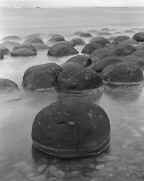 Turtles.JPG (26488 bytes)